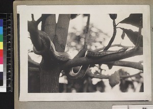 Boa constrictor snake in tree, Madagascar, ca. 1920