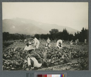 Working in the vegetable gardens, Livingstonia, ca.1920