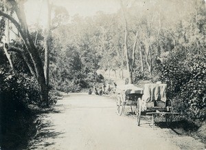 Road between Toamasina and Antananarivo, forest of Beforona, in Madagascar