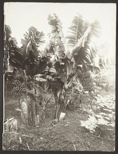 Banana trees