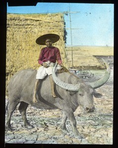 Boy riding a water buffalo, China, ca. 1920-1940