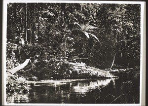 River in primeval forest