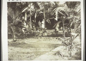 Garden with palm trees belonging to a christian in Madambeil (Udipi)