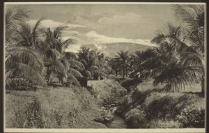 Cameroon mountain as seen from the Likomba Plantation