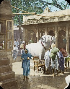 Bullock statue, India, ca. 1930