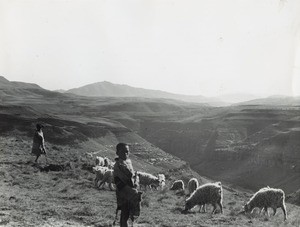 Small Basotho shepherds with their herd