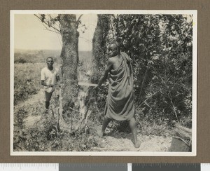 Tree felling, Chogoria, Kenya, ca.1926