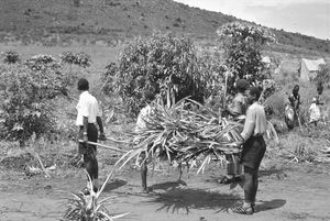 Ungdomslejr i Buhaya, Tanganyika (fra 1964 Tanzania). Lejrens opgave var at bygge nyt hus til læreren Kayungu. Fra arbejdslejren: Jorden skal ryddes og planterne (her ananasplanter) skal bæres væk. (Anvendt i: Dansk Missionsblad nr 18/1962)