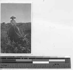 A boy riding a water buffalo at Xinbin, China, 1935