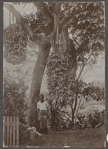 African man standing before a huge tree with bundles of maize, Tanzania, ca.1900-1914