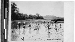 Farmers planting rice sprouts, Osaka, Japan, May 22, 1911