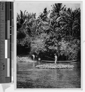 Man taking coconuts to market, Philippines, ca. 1925