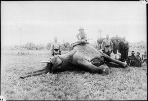 Killed elephant, Tanzania, ca.1927-1938