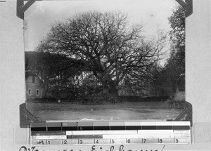 Oak tree, Mamre, South Africa