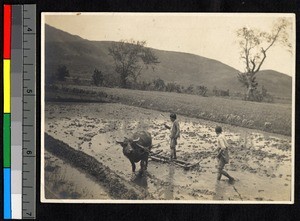 Farmers preparing a rice field, Nantong, Jiangsu, China, ca.1900-1932
