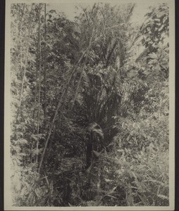 Bamboos and sago palms