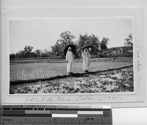 Maryknoll Sisters walking among the rice crops at Meixien, China, ca.1940