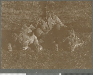 Lion trophies, Mozambique, 1918