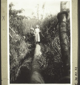 Bridge over a swamp near Bamedig (Mrs Wunderli)