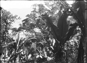 Wild banana trees, Lemana, Limpopo, South Africa, ca. 1906-1907