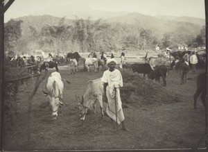 The cattle market in Kulkunda