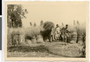 Workers carrying straw, Ayra, Ethiopia, ca.1951-1952