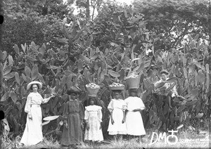 Harvesting cactus fruits, Pretoria, South Africa, ca. 1896-1911