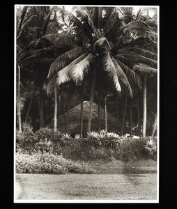 Malabar homesteads amongst the palms