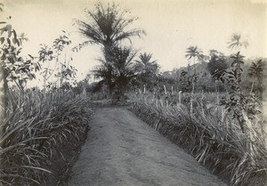 Tomb of F. Ripail de Lastours, Lastourville, in Gabon