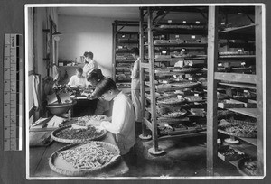 Examining silkworms at Lingnan University, Guangzhou, Guangdong, China, 1931