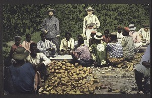 Cocoa-harvest in Cameroon