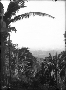 Wild banana trees, Lemana, Limpopo, South Africa, ca. 1906-1907