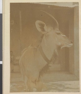 Tame Kudu, Lumbo, Mozambique, 1918