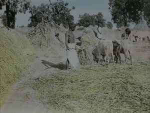 Threshing floor with rice