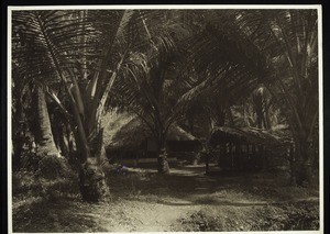 Malabar homesteads amongst the palms