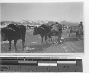 Buffalo pulling carts of supplies at Fushun, China, 1928