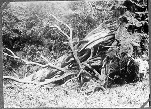 African boy with fallen down fig tree, Arusha, Tanzania, 1932