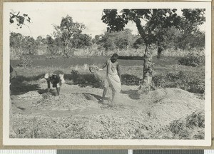 Separating the wheat from the chaff, Chogoria, Kenya, ca.1953