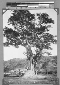 Acacia and termite hill, Tanzania, ca.1898-1914