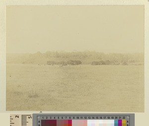 Landscape, Kikuyu, Kenya, ca.1901