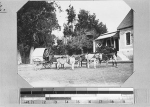 Donkey carriage with eight donkeys, Elim, South Africa