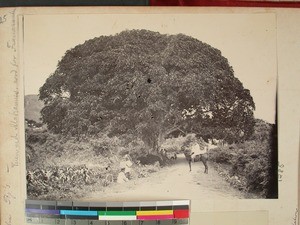 Road along a huge tree, at Alakamisy, Betsileo, Madagascar, ca. 1899