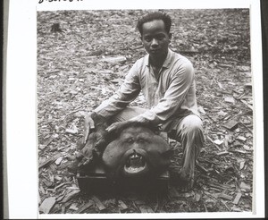 Head and hand of an Orang Utang