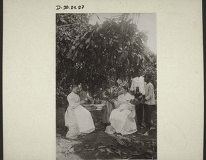 Cocoa harvest