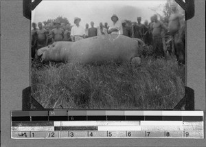 Killed hippopotamus, Matema, Tanzania, 1929