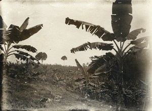 Field of caoutchouc, in Samkita, Gabon