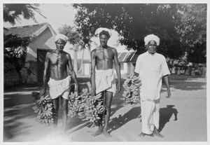 Arcot, South India. Melpattambakkam Girl's Boarding School, ca. 1955. The banana harvest is car