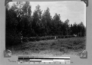 Tea, cedar and eucalyptus plants, Kyimbila, Tanzania, ca.1898-1914