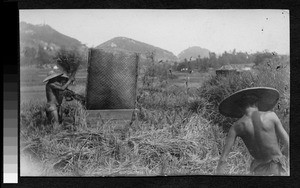 Threshing rice by hand, Sichuan, China, ca.1900-1920