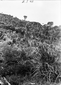 Mountain vegetation, Tanzania, ca.1893-1920